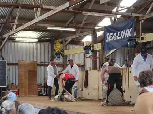 95后打工游遍澳洲 每日工廠11小時，換來看更遠的世界